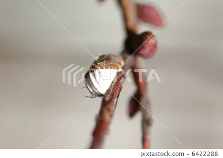 Cotton Fuji Scales 02 6422288