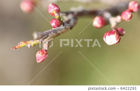 冬至李子的芽 6422291
