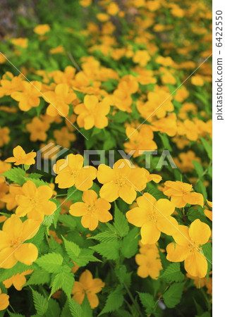 開花在春天的花 開花在春天的花 6422550