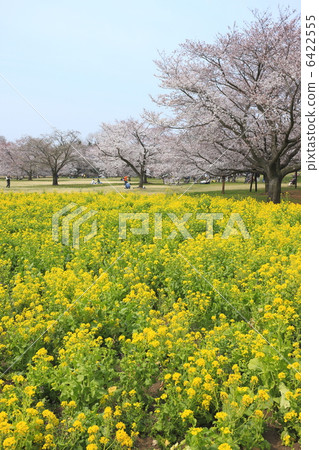 Satoyama的春天強姦花朵和盛開的櫻花 Satoyama的春天強姦花朵和盛開的櫻花 6422555