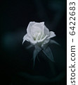 White Rose, rose, botanic 6422683