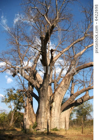 Baobab's tree 6422698