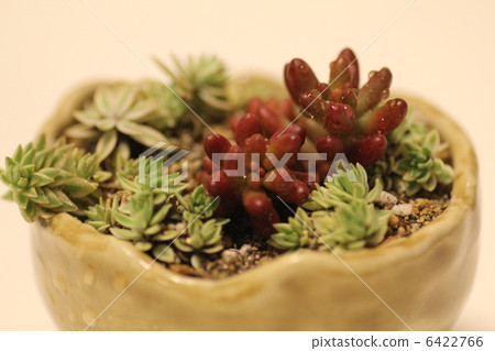 Succulent plants Succulent plants 6422766