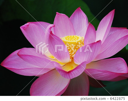 Lotus flower  6422875