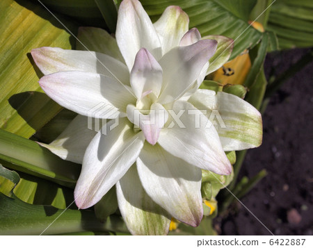 turmeric flower 6422887