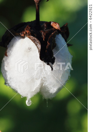 Cotton seed 6422921
