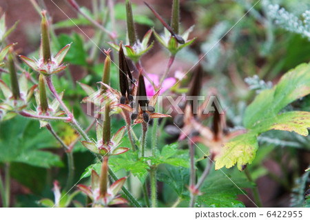 Gengenogyo Miko Gestory 6422955