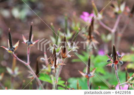 Gengenogyo Miko Gestory 6422956