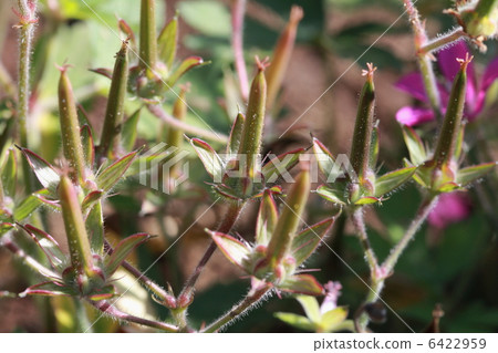 Gengenogyo Miko Gestory 6422959