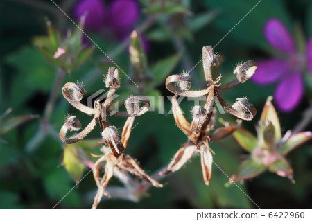 Gengenogyo Miko Gestory 6422960