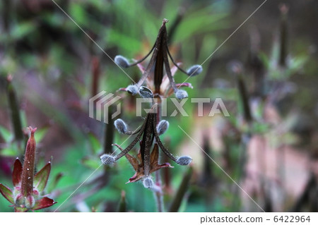 Gengenogyo Miko Gestory 6422964