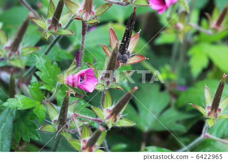 Gengenogyo Miko Gestory 6422965