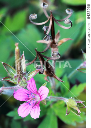 Gengenogyo Miko Gestory 6422966