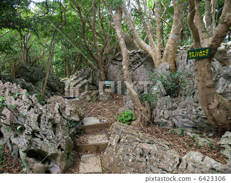 沖繩·Oishi Rinzan(步道) 沖繩·Oishi Rinzan(步道) 6423306