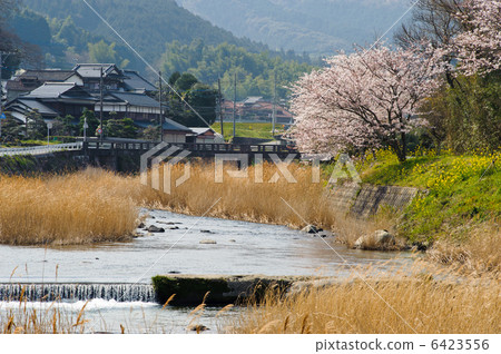 Echigawa and cherry blossoms Echigawa and cherry blossoms 6423556