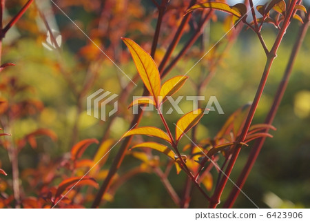 Southern sky leaves 6423906