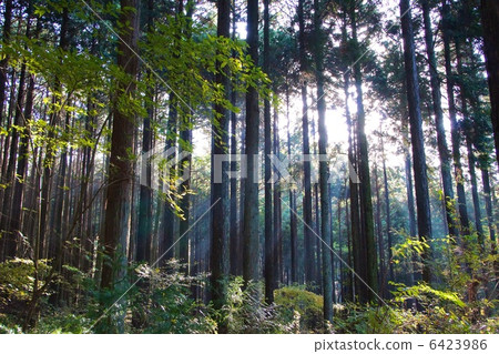 Mysterious forest Mysterious forest 6423986