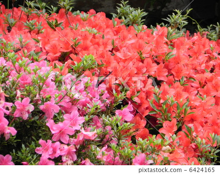 Satsuki Satsuki 6424165