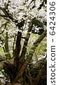 Cherry blossoms at Buddha Temple 6424306