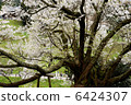 Cherry blossoms at Buddha Temple 6424307