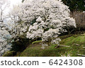 Cherry blossoms at Buddha Temple 6424308