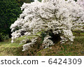 Cherry blossoms at Buddha Temple 6424309