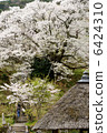 Cherry blossoms at Buddha Temple 6424310