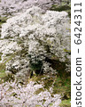 Cherry blossoms at Buddha Temple 6424311