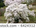 Cherry blossoms at Buddha Temple 6424312