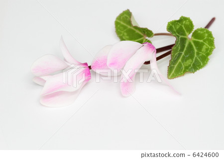 美麗的仙客來2輪 6424600