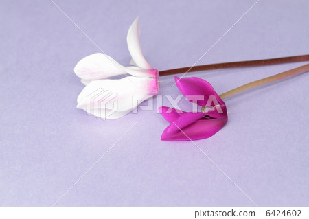 仙客來2美好的紫色背景 6424602