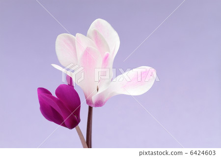 仙客來2美好的紫色背景 6424603