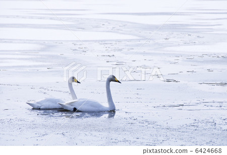 Two Swan Swans Whooper Swan Twin Izunuma Image Material Miyagi Sightseeing Spot Two Swan Swans Whooper Swan Twin Izunuma Image Material Miyagi Sightseeing Spot 6424668