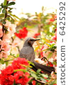 野鳥 6425292