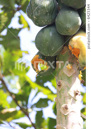 Papaya Papaya 6425344