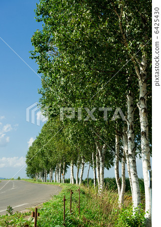 樹木 6425430