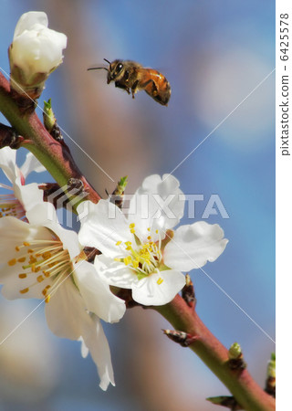 Bee flying over almond flowers. 6425578