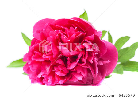 Fuchsia peony 6425579