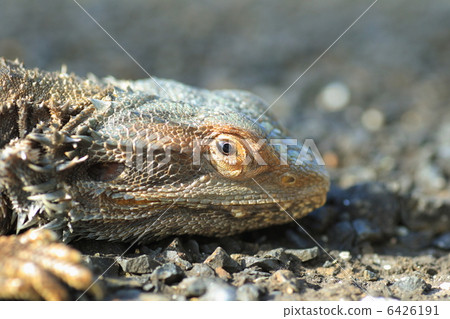 Higashi bearded lizard 6426191