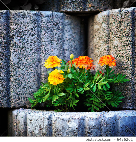 Stone Flowerbed Wall Stone Flowerbed Wall 6426261