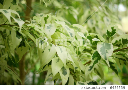 Variegated Benjamin Flower language: ideal couple Ficus benjamina Variegata 6426539