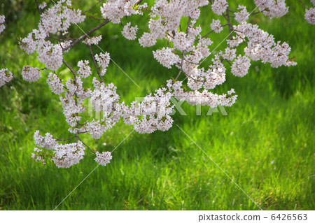 Ishibe Sakura(會津Gokakura) Ishibe Sakura(會津Gokakura) 6426563