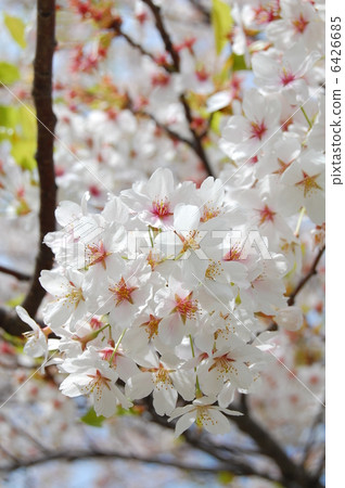 櫻花 櫻花 6426685