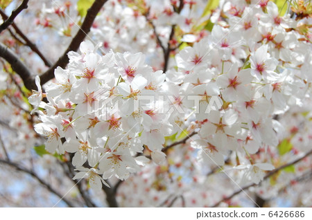 櫻花 櫻花 6426686