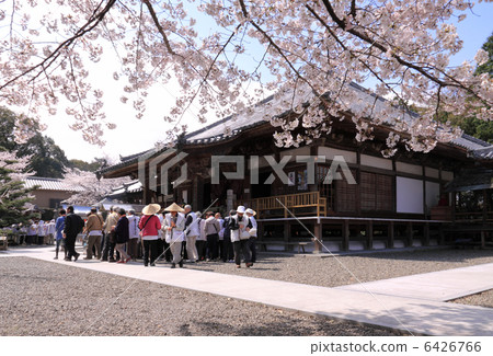四國神社工廠67號佛教寺院“Daeshenji(大雄寶殿)”櫻花和朝聖者 四國神社工廠67號佛教寺院“Daeshenji(大雄寶殿)”櫻花和朝聖者 6426766