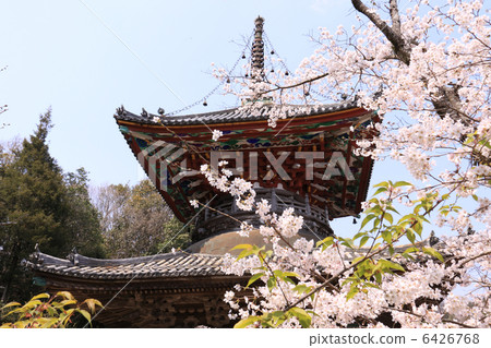 四國神社工廠8號佛教寺院“熊谷”Towa Tower（四國最大的最古老的）和櫻花 6426768