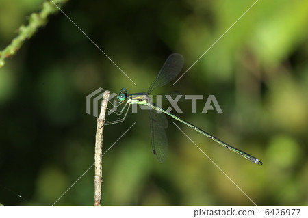 I will rest, I will take a rest I will rest, I will take a rest 6426977