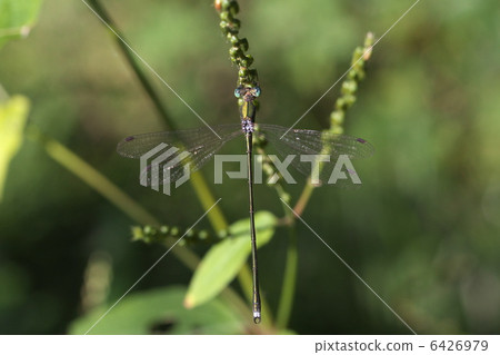 Oh yeah Oh yeah 6426979