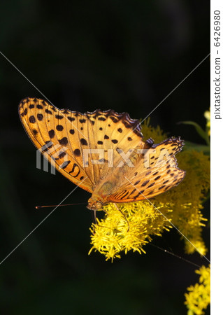 Zuma giuna Zuma giuna 6426980