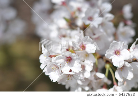 Cherry Blossoms   6427688